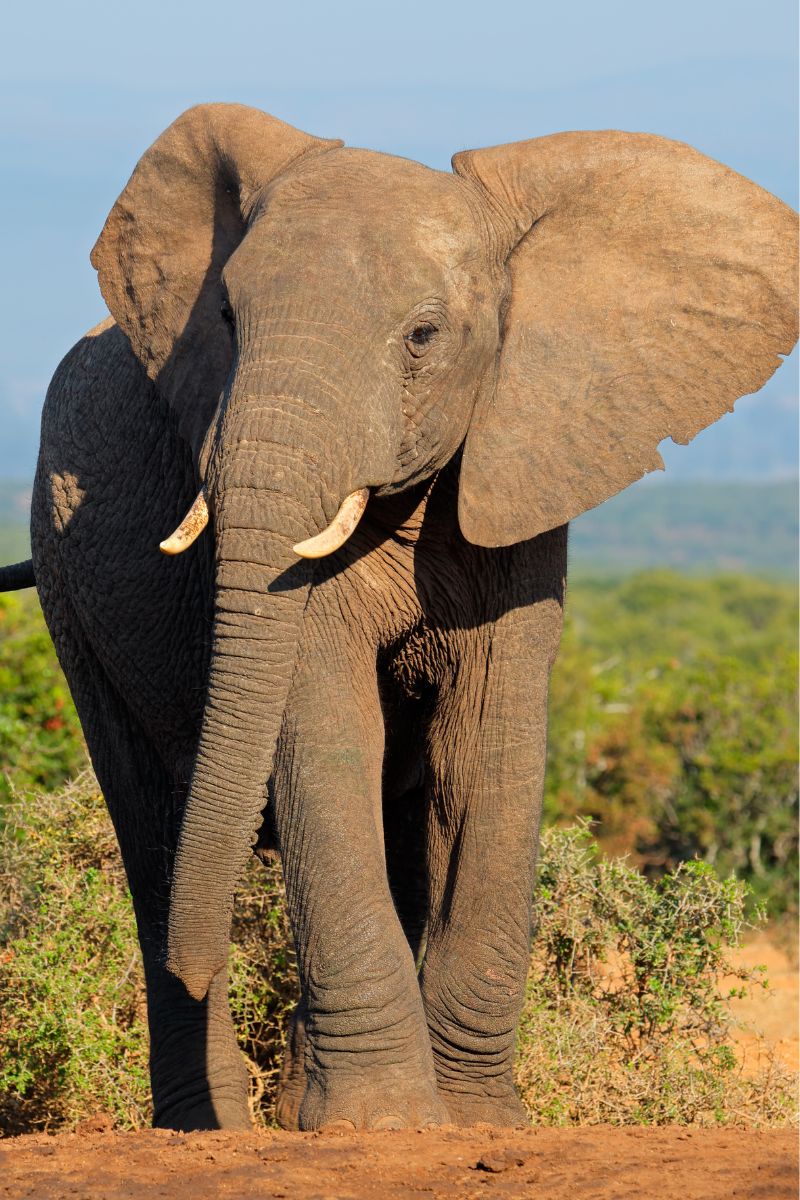 Book My Safari-Big 5 Wild Animals Elephant