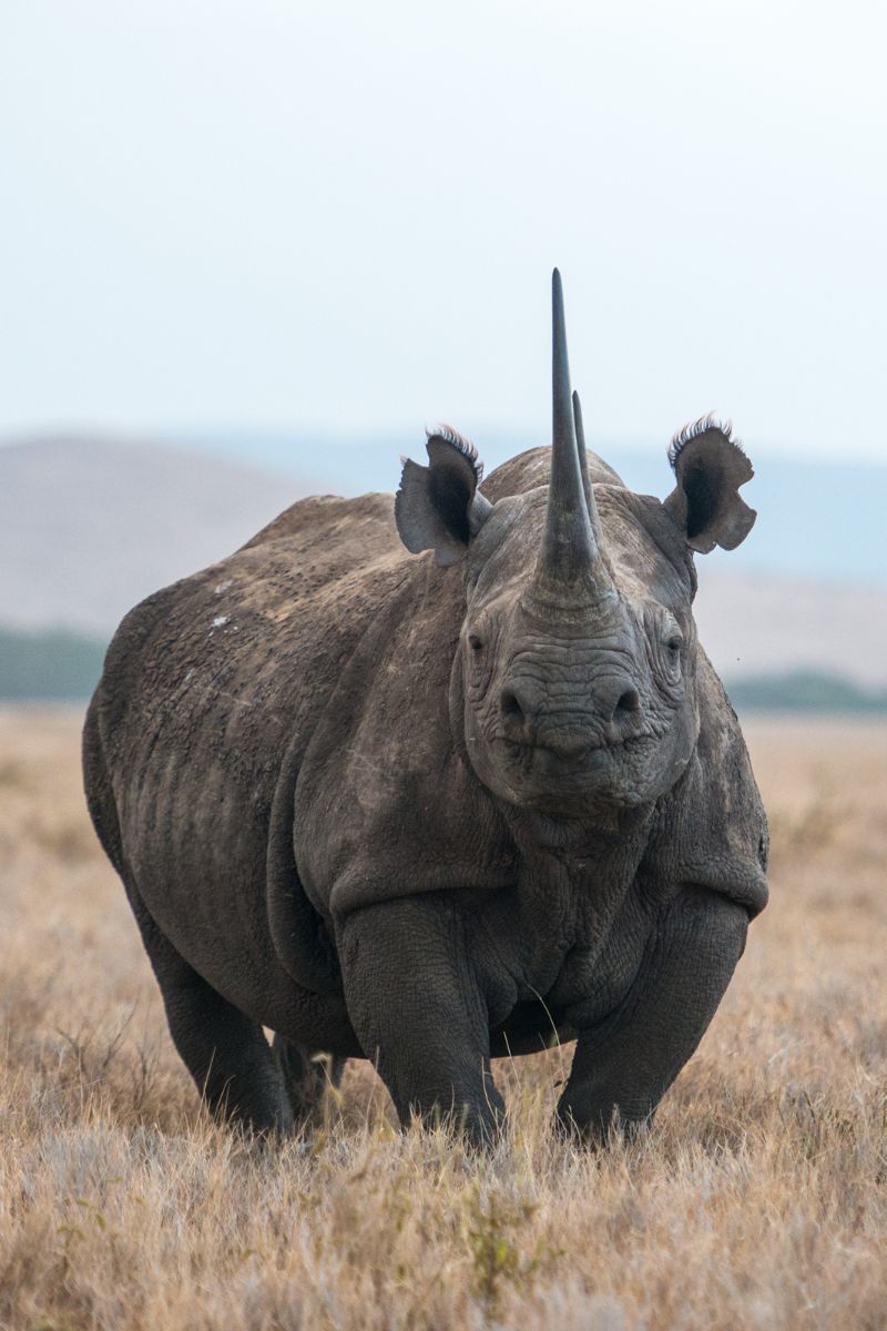 Book My Safari-Big 5 Wild Animals Rhino
