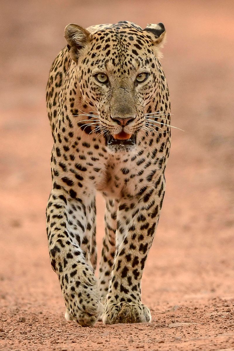 Book My Safari-Big 5 Wild Animals Leopard