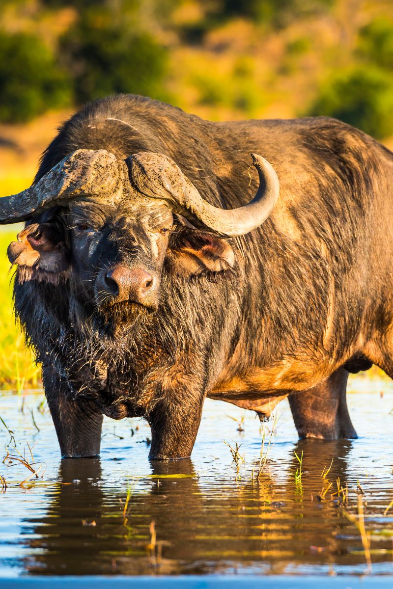 Book My Safari-Big 5 Wild Animals Buffalo