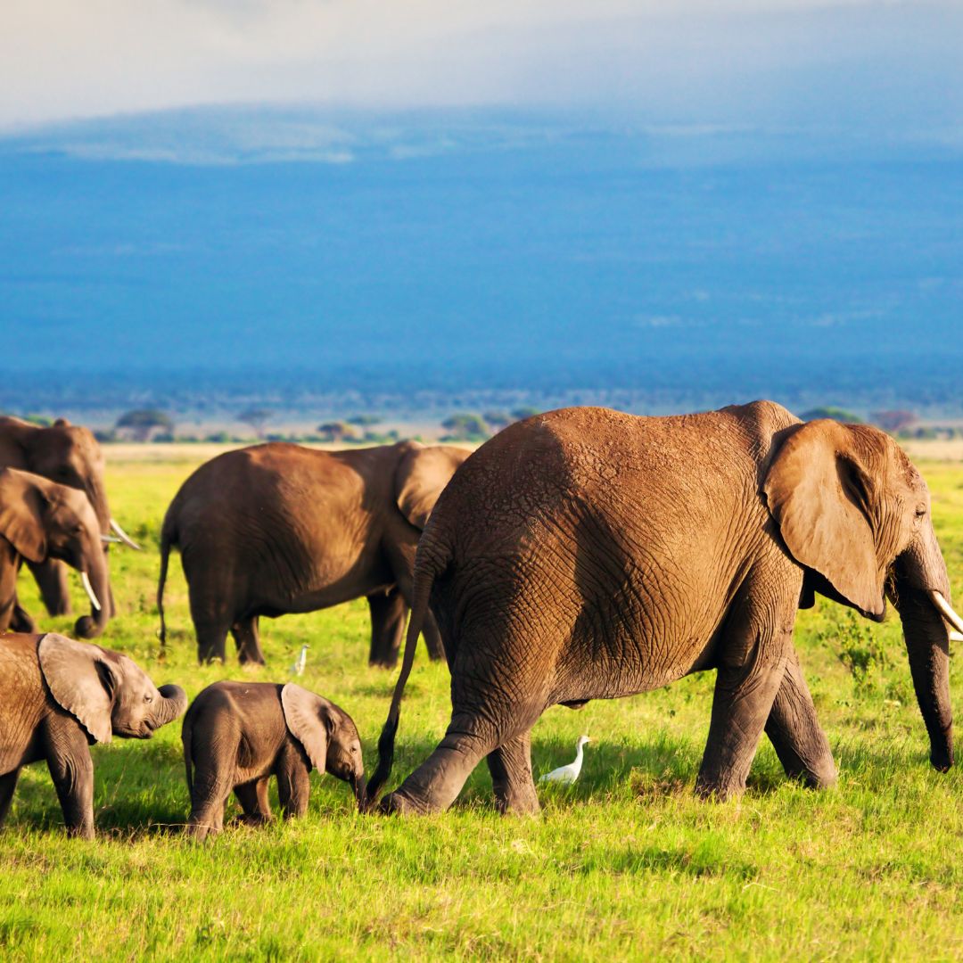 Book my safari to Amboseli
