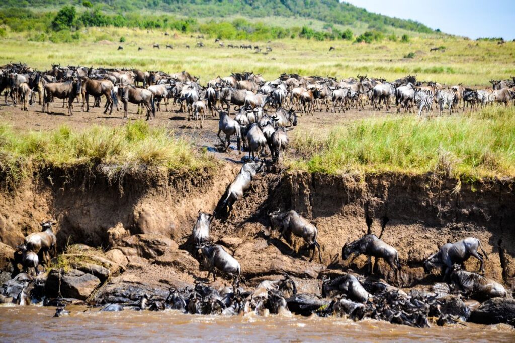 The Great Wildebeest Migration