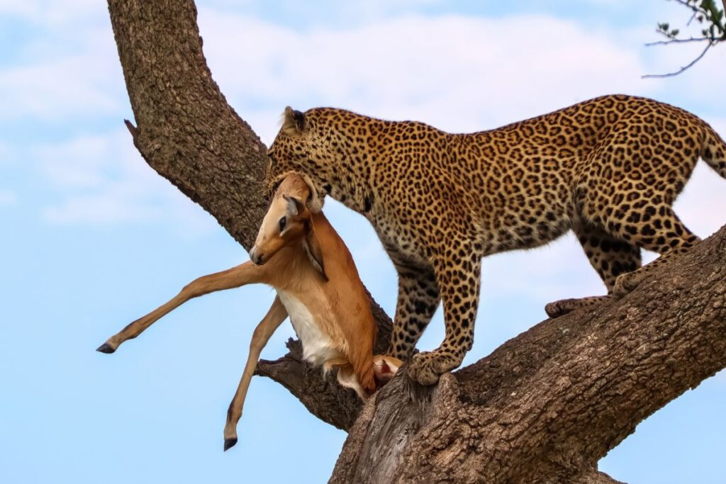 10 Days Grand Kenya Safari Circuit