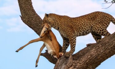 10 Days Grand Kenya Safari Circuit
