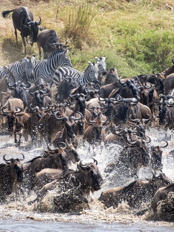 7 Days Kenya Great Migration Safari