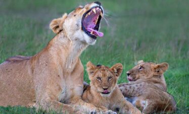 8 Days Maasai Mara Reserve and Conservancy Safari