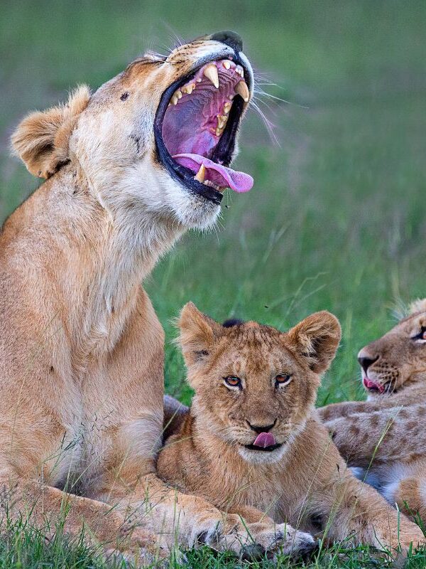 8 Days Maasai Mara Reserve and Conservancy Safari