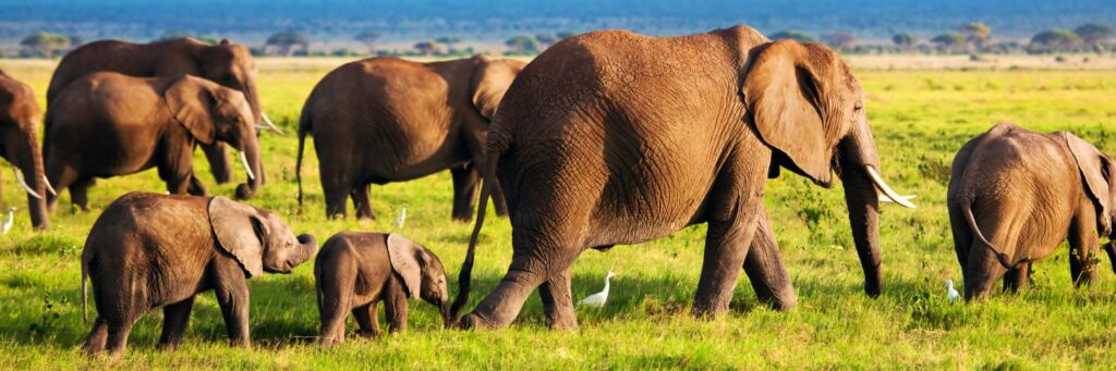 Amboseli National Park Safaris- Book My Safari Kenya
