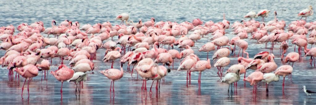 Lake Nakuru National Park Safaris- Book My Safari Kenya