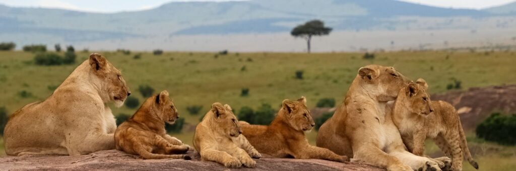 Maasai Mara Safaris- Book My Safari Kenya