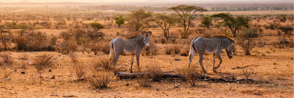 Samburu National Reserve Safaris- Book My Safari Kenya