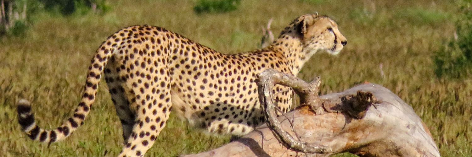 Tsavo National Park Safaris- Book My Safari Kenya